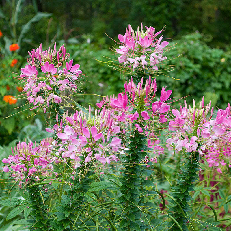 CLEOME ‘QUEEN ROSE’ Cleome hassleriana 100 SEEDS