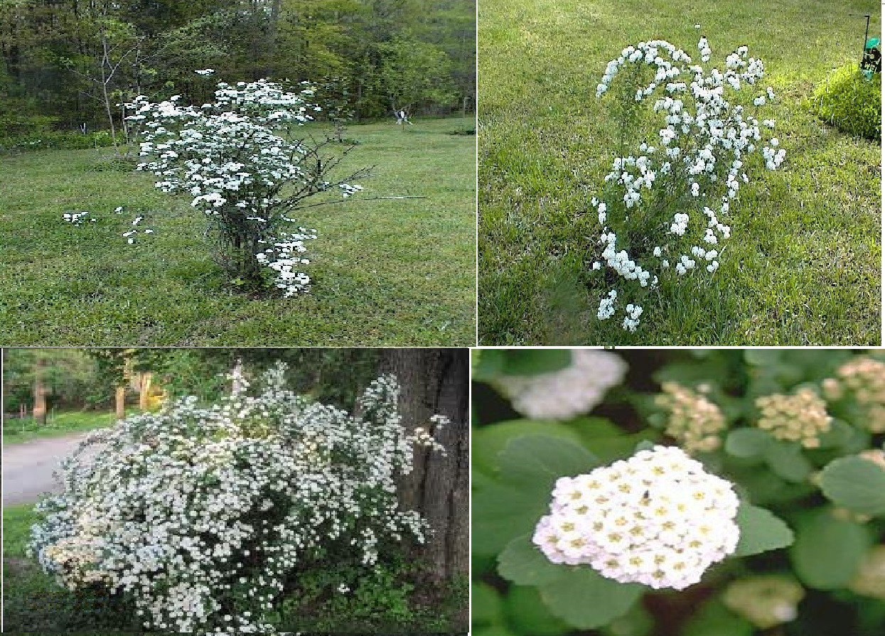White Spirea Bush Tree 25 Seeds USA Seller