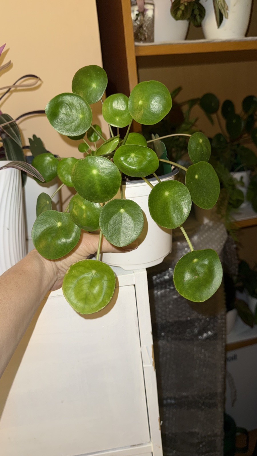 1 CUTE Rooted Chinese Money Plant – Pilea Peperomioides – EASY GROW