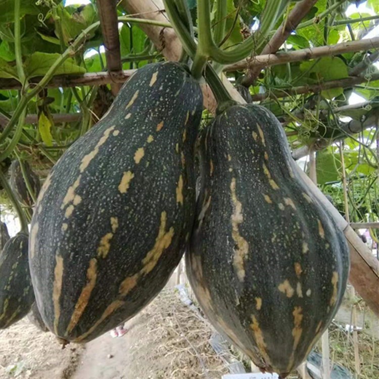 10+Taro Flavor Pumpkin Seeds XiangYu Nangua Chinese Winter Squash Hybrid F1 USA