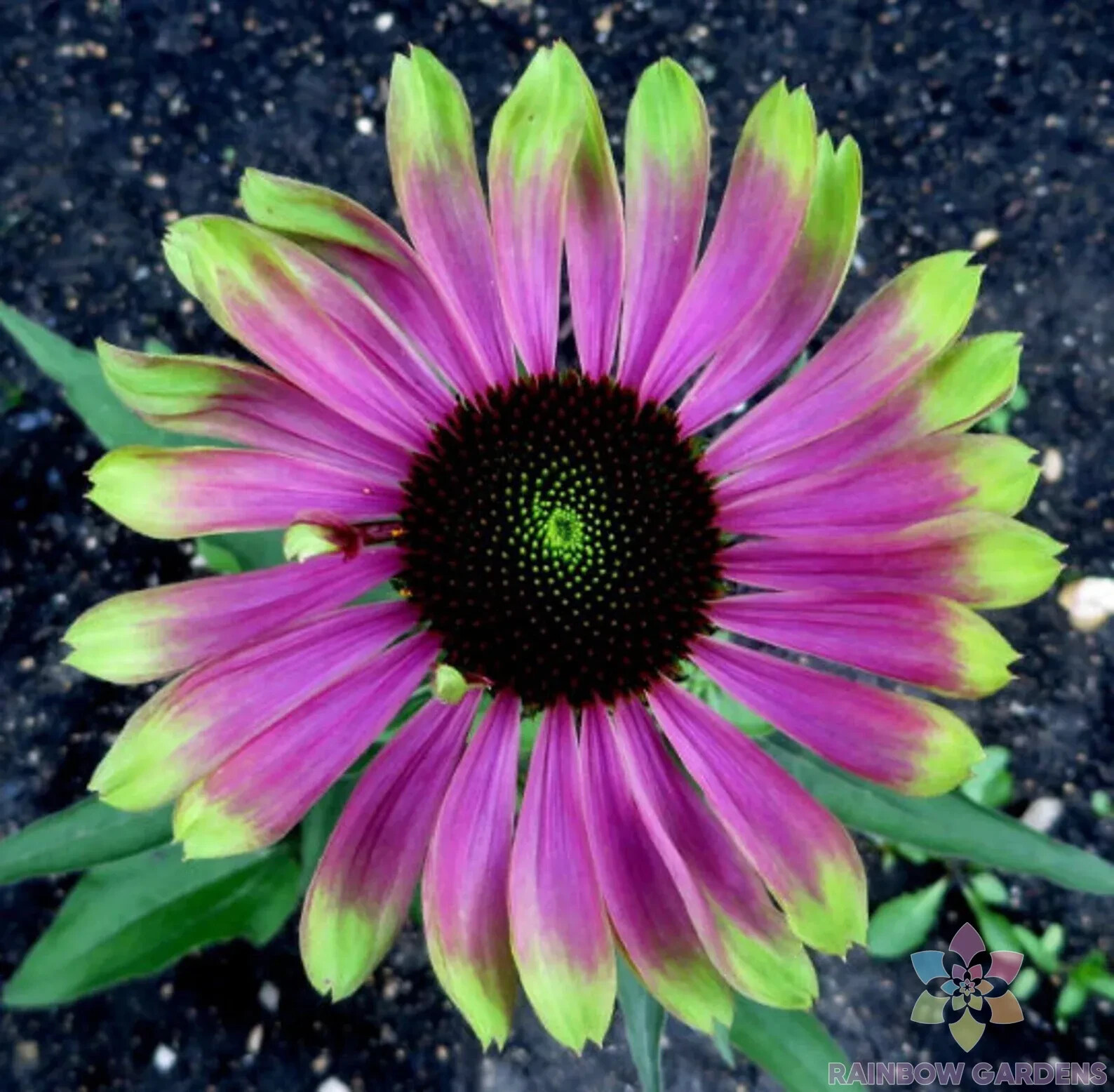 200+ Green Twister Rudbeckia Seeds for Garden Planting – USA – FREE SHIPPING!