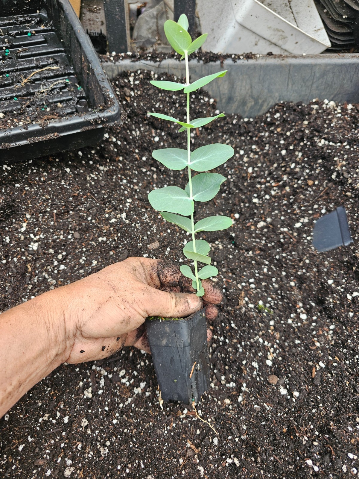 20pack WHOLESALE LOT of live 10″ tall silver dollar eucalyptus trees in tiny pot