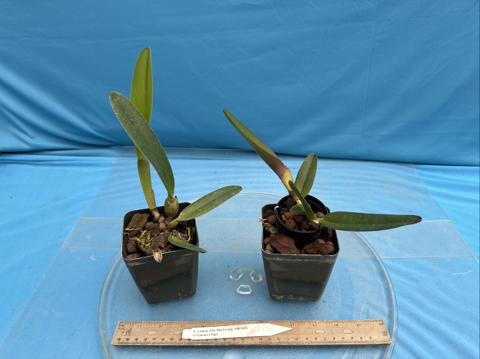 Cattleya trianae ‘For The Living’ AM X ‘Luscious Lips’ Orchid Eros Species 4” Pt