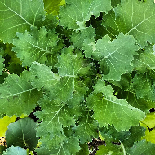 Dwarf Siberian Kale Seeds | Non-GMO | Free Shipping | Seed Store | 1098