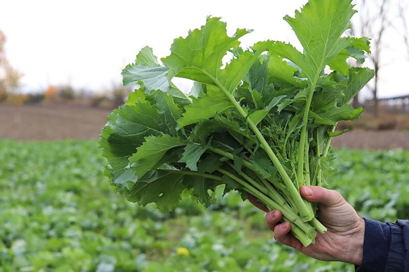 BROCCOLI RAAB SPRING RAPINI 1000 SEEDS