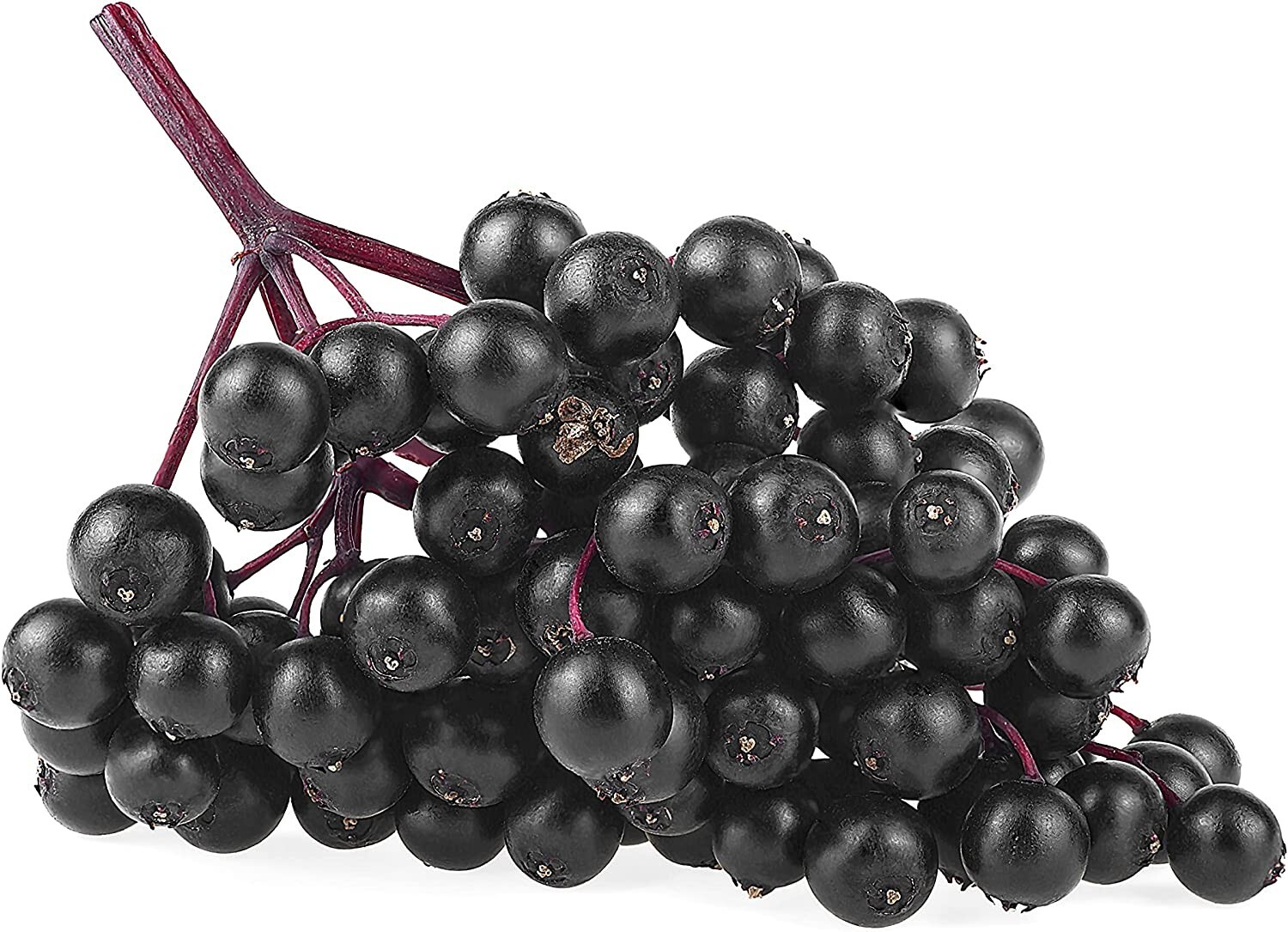 175 Elderberry Seeds, USA Seller Free Shipping Fruit Seeds Fragrant