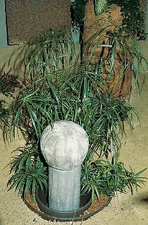Cyperus Umbrella Plant 1,000 seeds