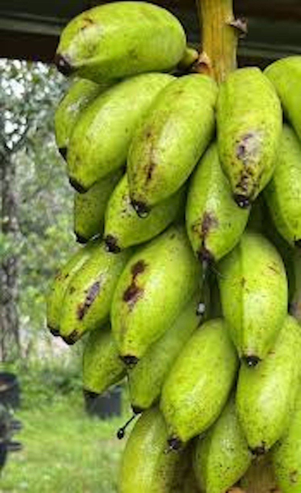 5 Dwarf Banana Tree Dwarf Cavendish Starter Plug Fruit Tree