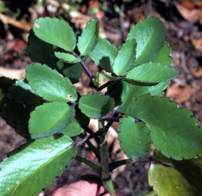 Kalanchoe Pinnata Kalanchoe Plant 6-10″ Tall, Miracle Leaf Mother of Thousand