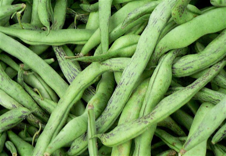 Organic Rattlesnake Pole Bean – Phaseolus vulgaris