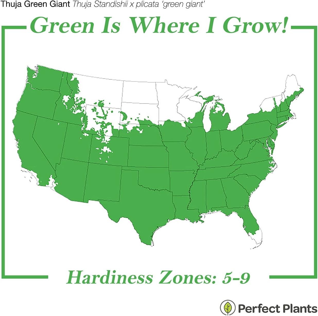 Perfect Plants Thuja Green Giant 3 Gallon | Live Evergreen Tree for Landscaping