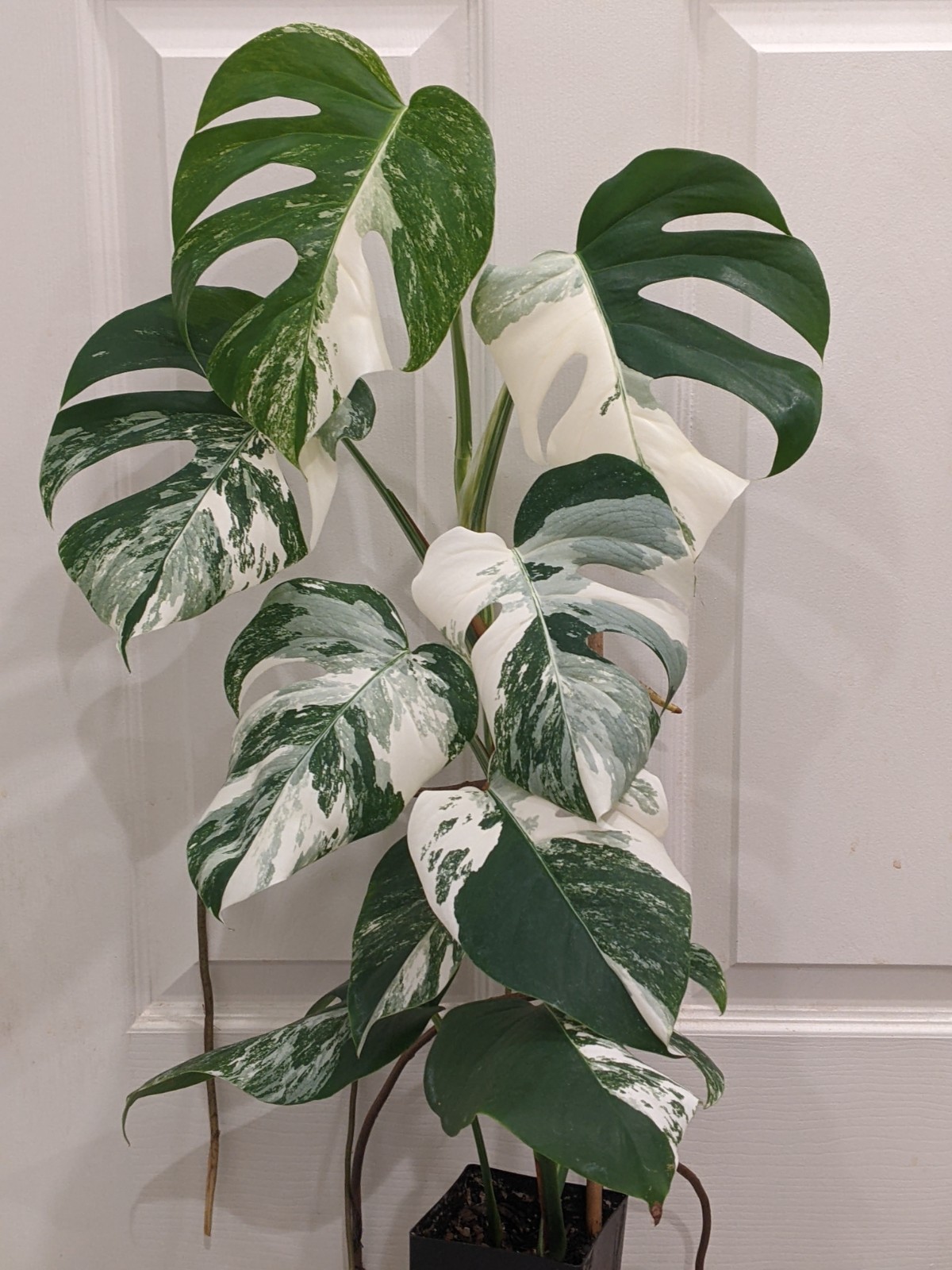 Monstera Albo Deliciosa Top Cutting, FULL MOON High Variegation, FREE Shipping