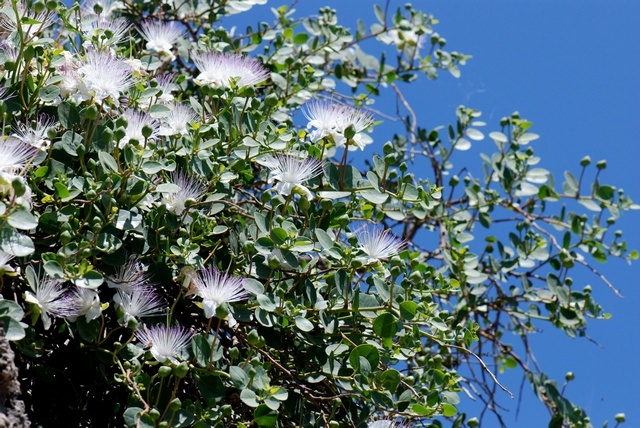 Caper Bush, Capparis spinosa, Seeds (Edible, Showy, Fragrant)