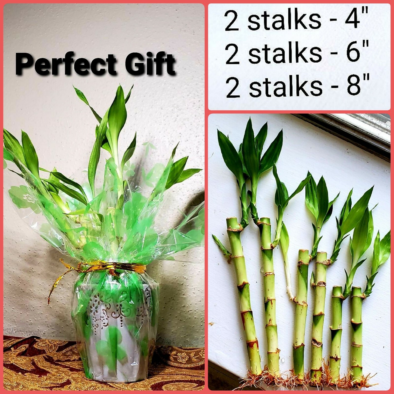 6 Lucky Bamboo Stalks Rooted Plants – 4″, 6″, 8″ Feng Shui, Perennial, GIFT