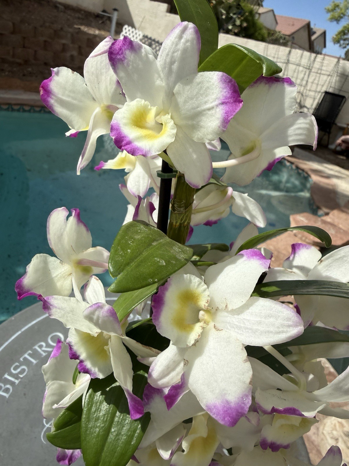 ORCHID PLANTS Den noble 1 short stem rooted stem no pot obo