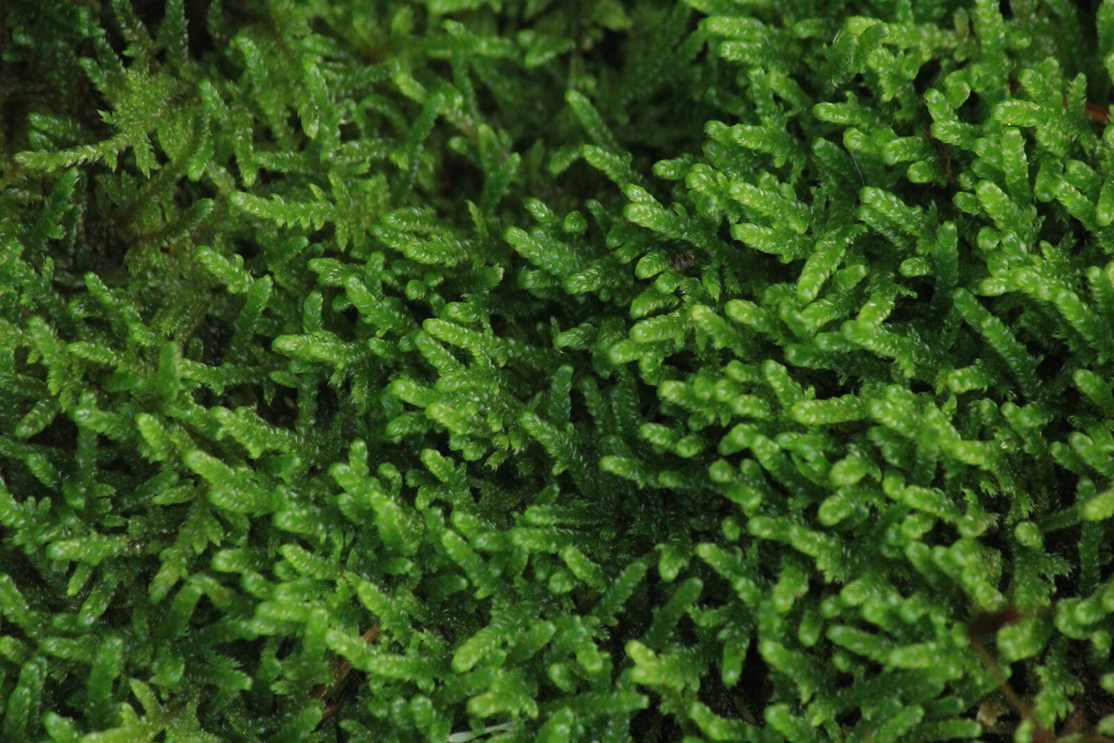 Live Brocade sheet Moss hypnum carpet 4×4″ terrarium, bonsai, fairy garden plant