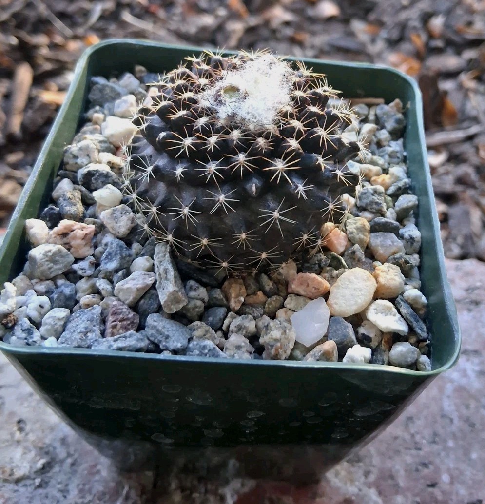 Copiapoa Tenuissima PURPLE Cactus Blooms Yellow Ships In 4″ Pot Just Beautiful