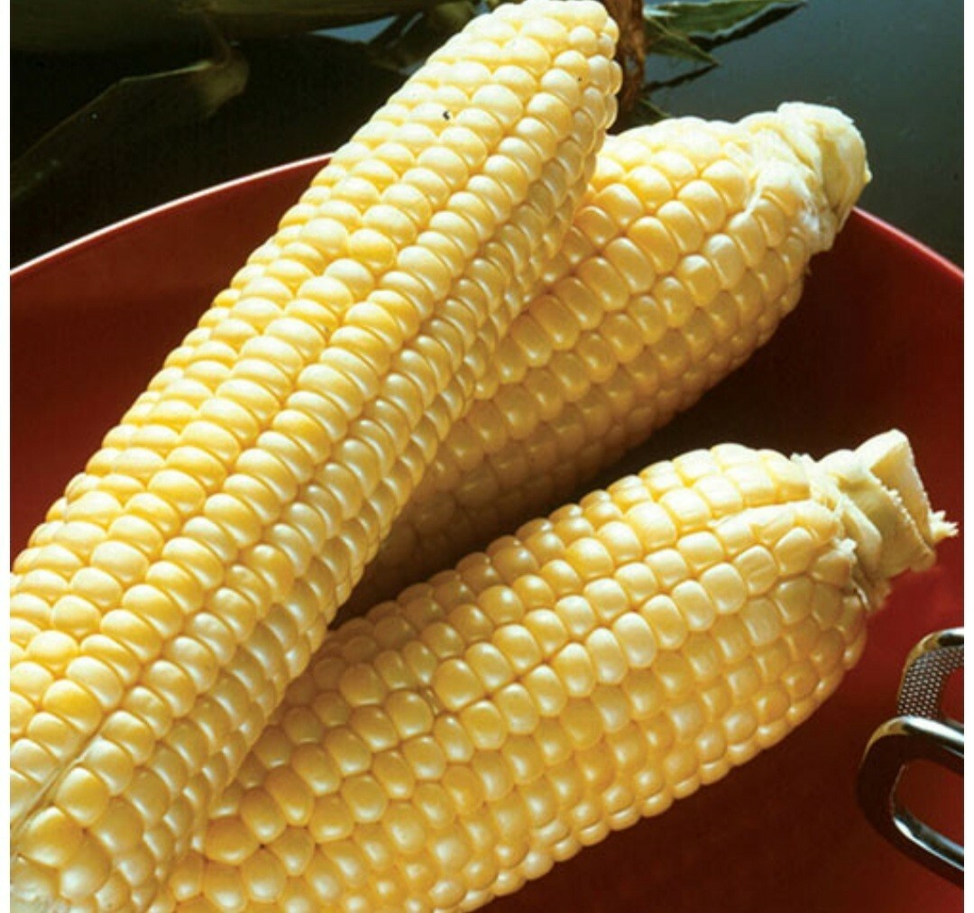 1/4 Pound ( 800 Seed) “Incredible” Variety Sweet Corn Seeds Untreated Non GMO