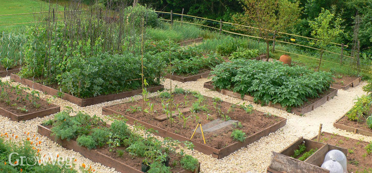 #3 Heirloom Vegetable Seed 6 Variety Garden Set Emergency Survival NON-GMO 150+