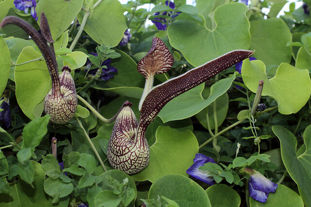 Aristolochia Ringens 10 Seeds, Gaping Dutchman’s Pipe Vine, Birthwort