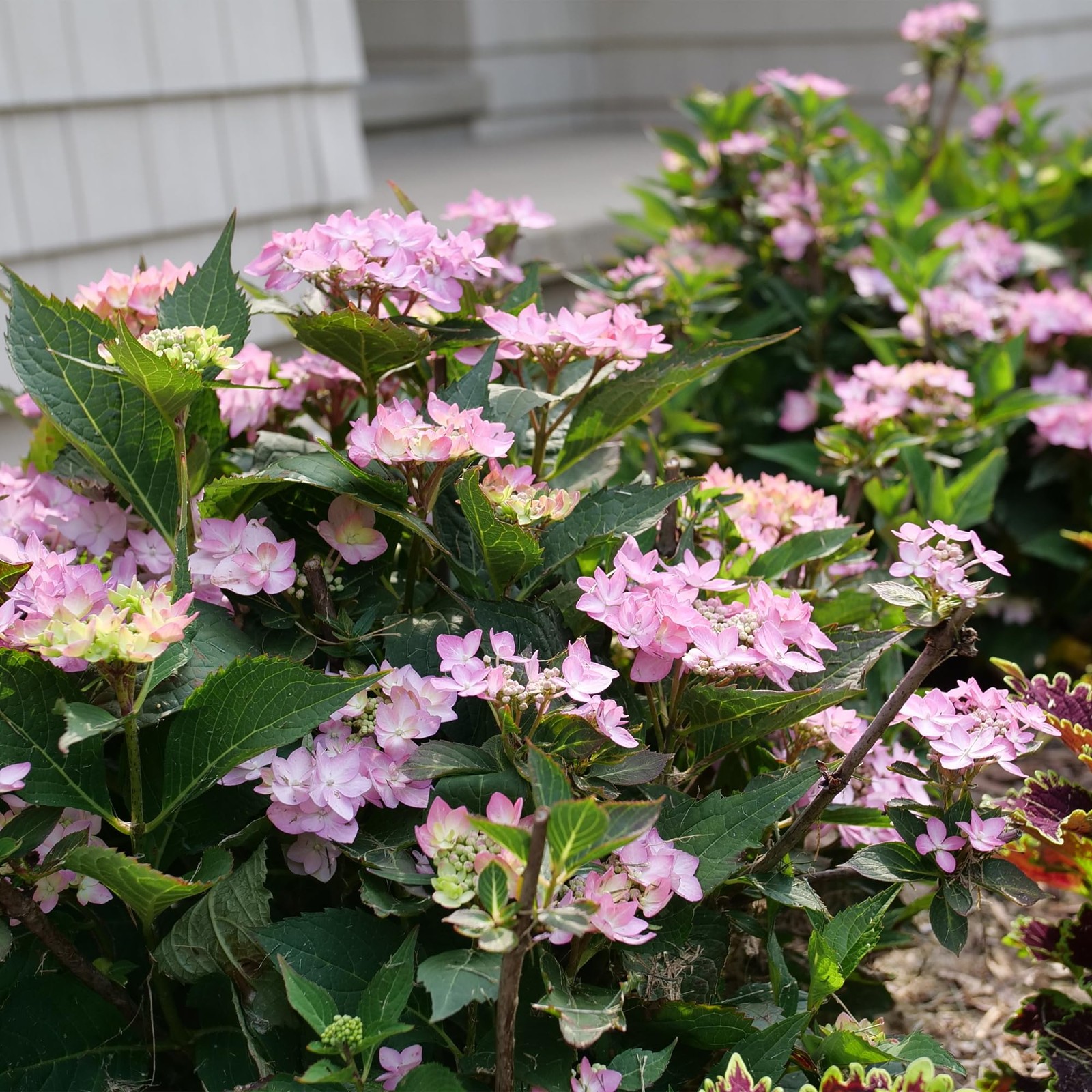 Proven Winners 2 Gal. Lets Dance Can Do Hydrangea Shrub 18133