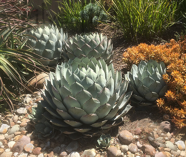 Agave parryi var. PARRYI 4-5″ GENUINE Round Artichoke Agave Live Plant Not Seeds