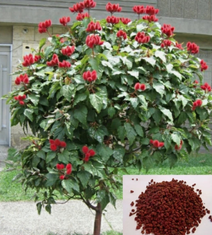 Semillas Achiote, Puerto Rico, Annatto Seeds, Bixa Orellana, Lipstick tree