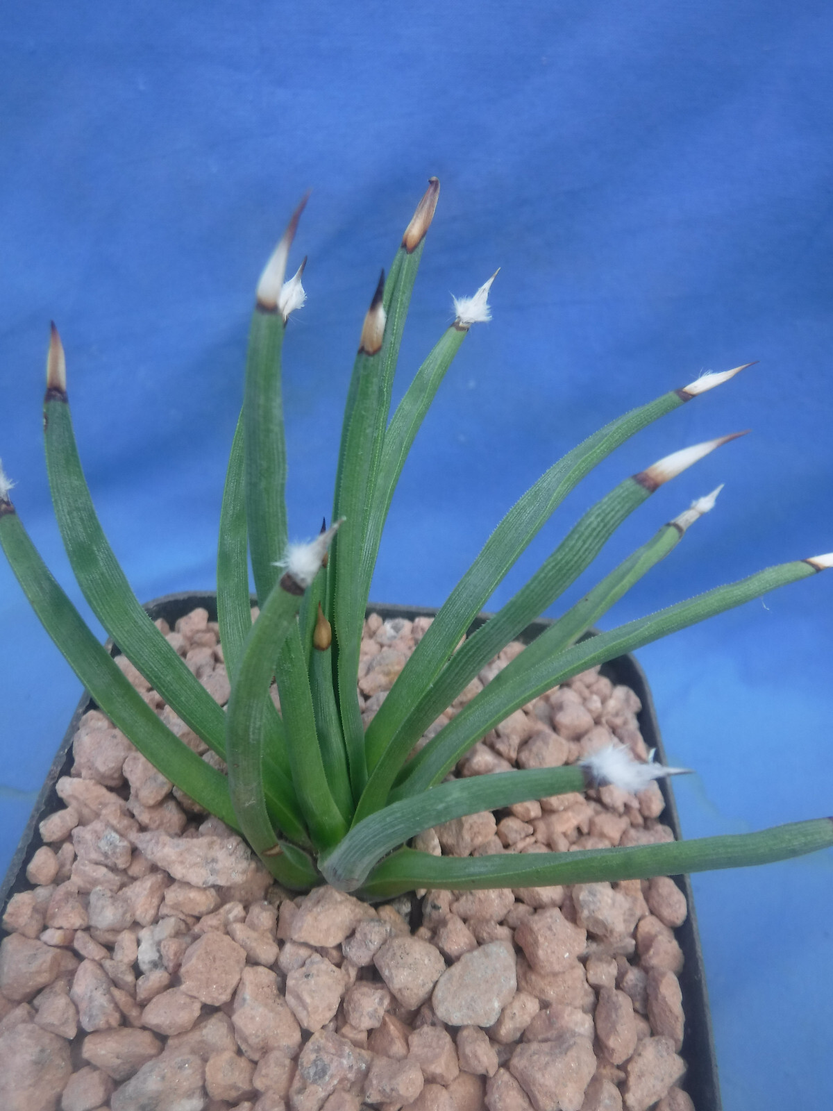 Agave albopilosa “Tufts” Plant VERY RARE Agave! 5+ Years Old! 4″ Wide NICE! B8