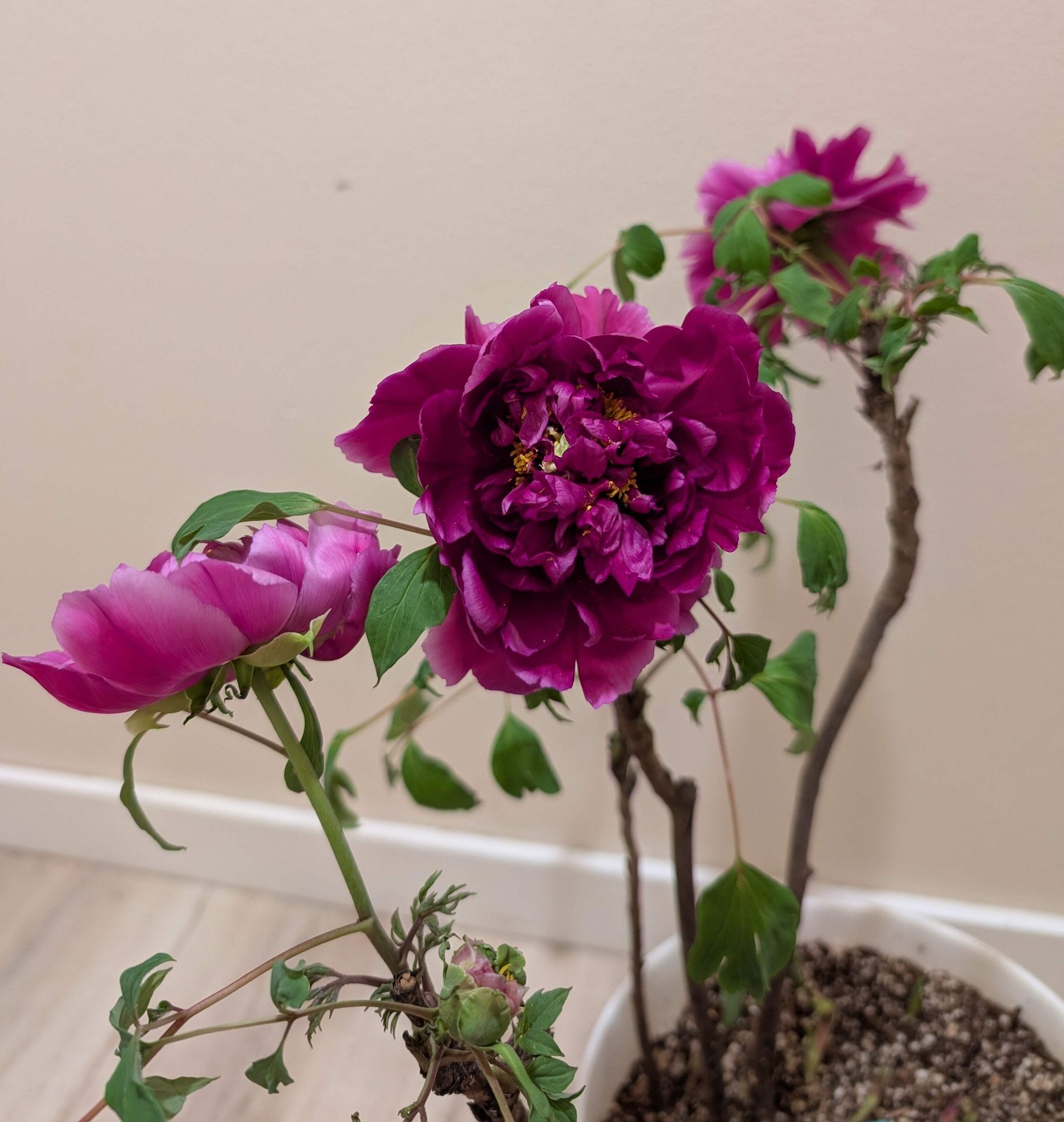 “Champion Crown” large flower tree peony