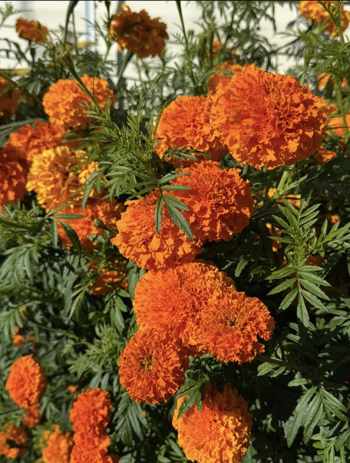 Cempasúchil Mexicano 🇲🇽 -300 Semillas (Mexican Marigold – 300 Seeds)