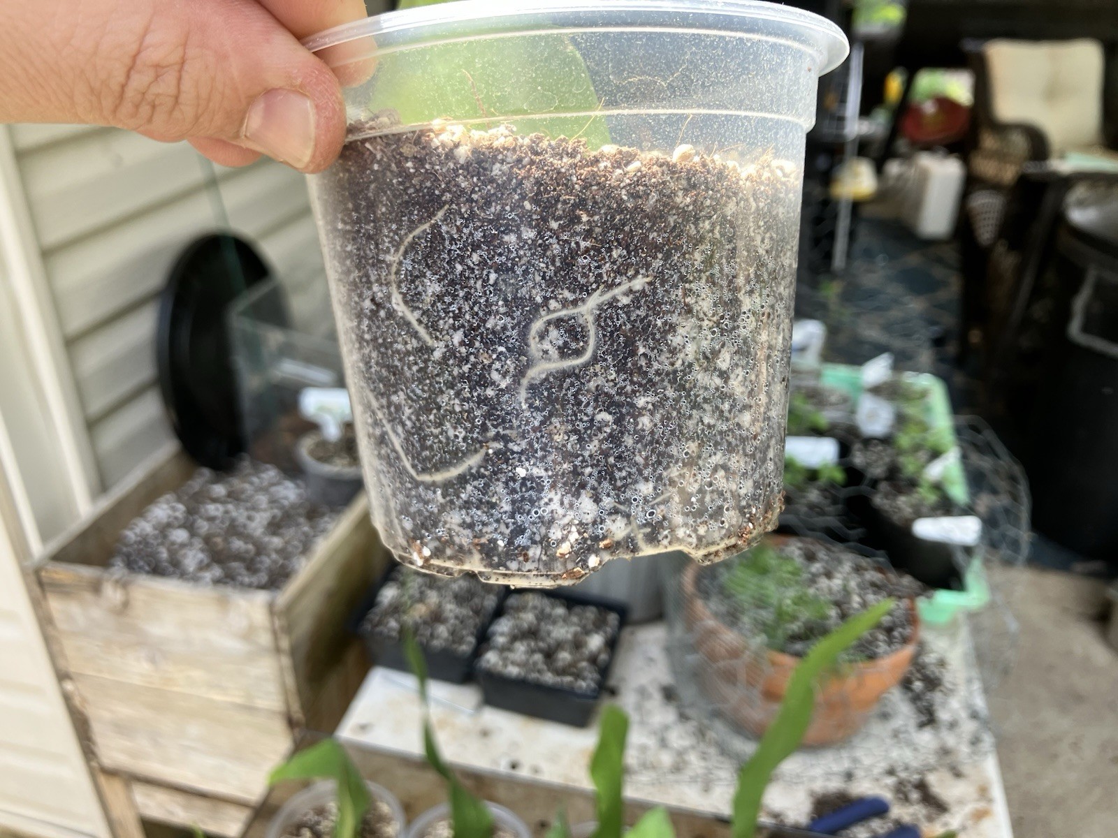 Rooted Epiphyllum Oxypetalum- Queen of the Night Cactus Starters- 320mL(3”)Pots
