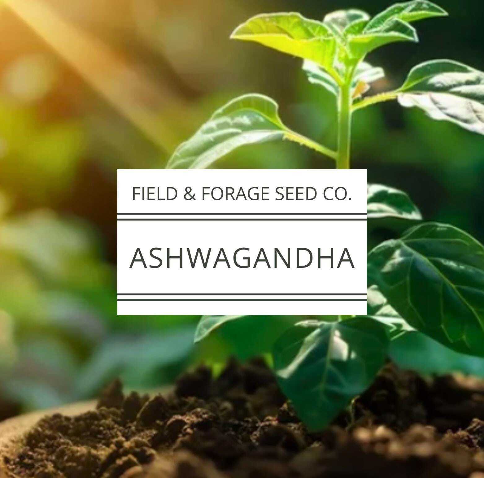 Ashwagandha Seeds | Withania somnifera | Heirloom | Non-GMO Herbal Gardens | 30