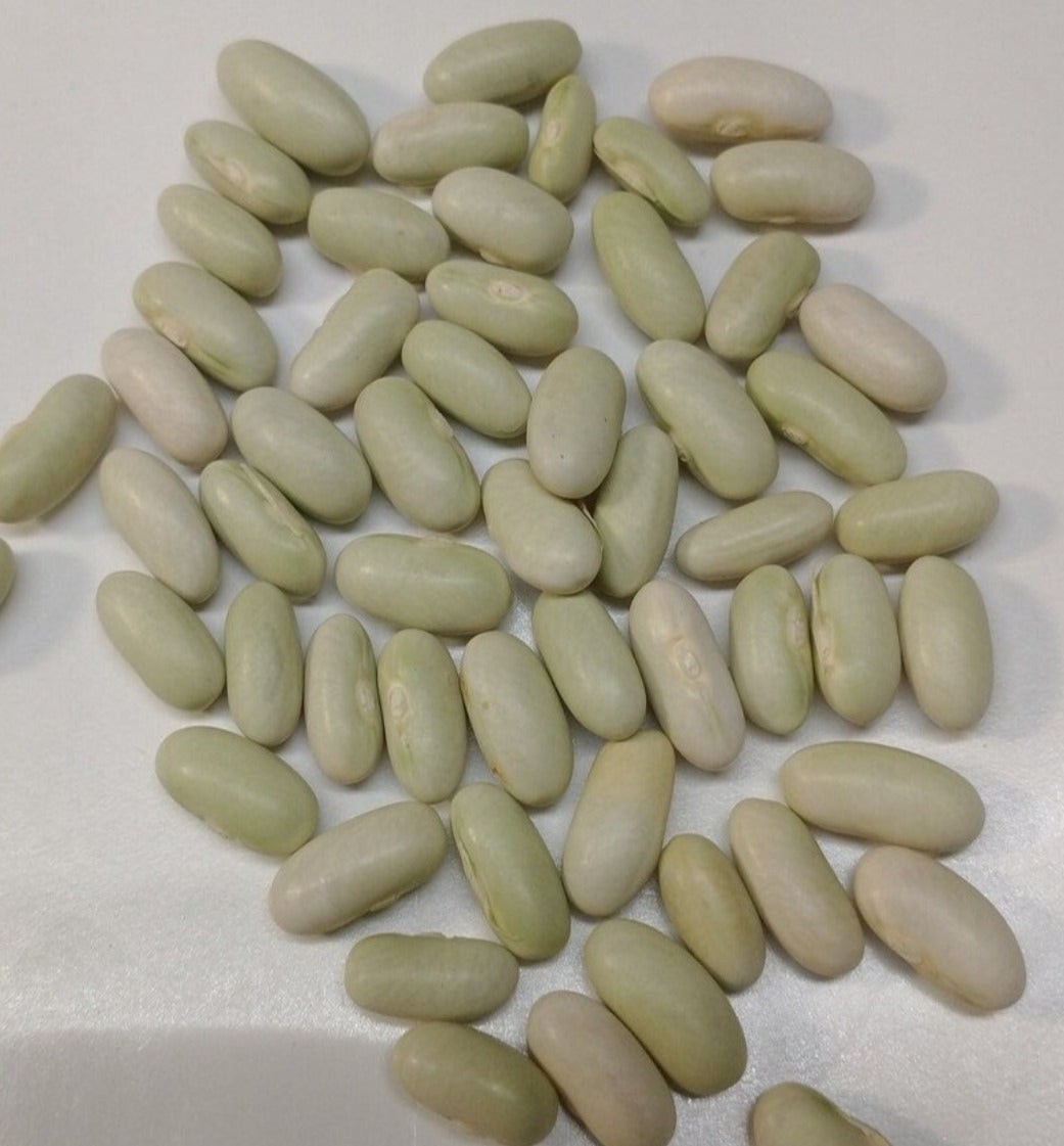 Jade ll Bush Green Bean Seeds, Stringless Treated. FREE SHIPPING!