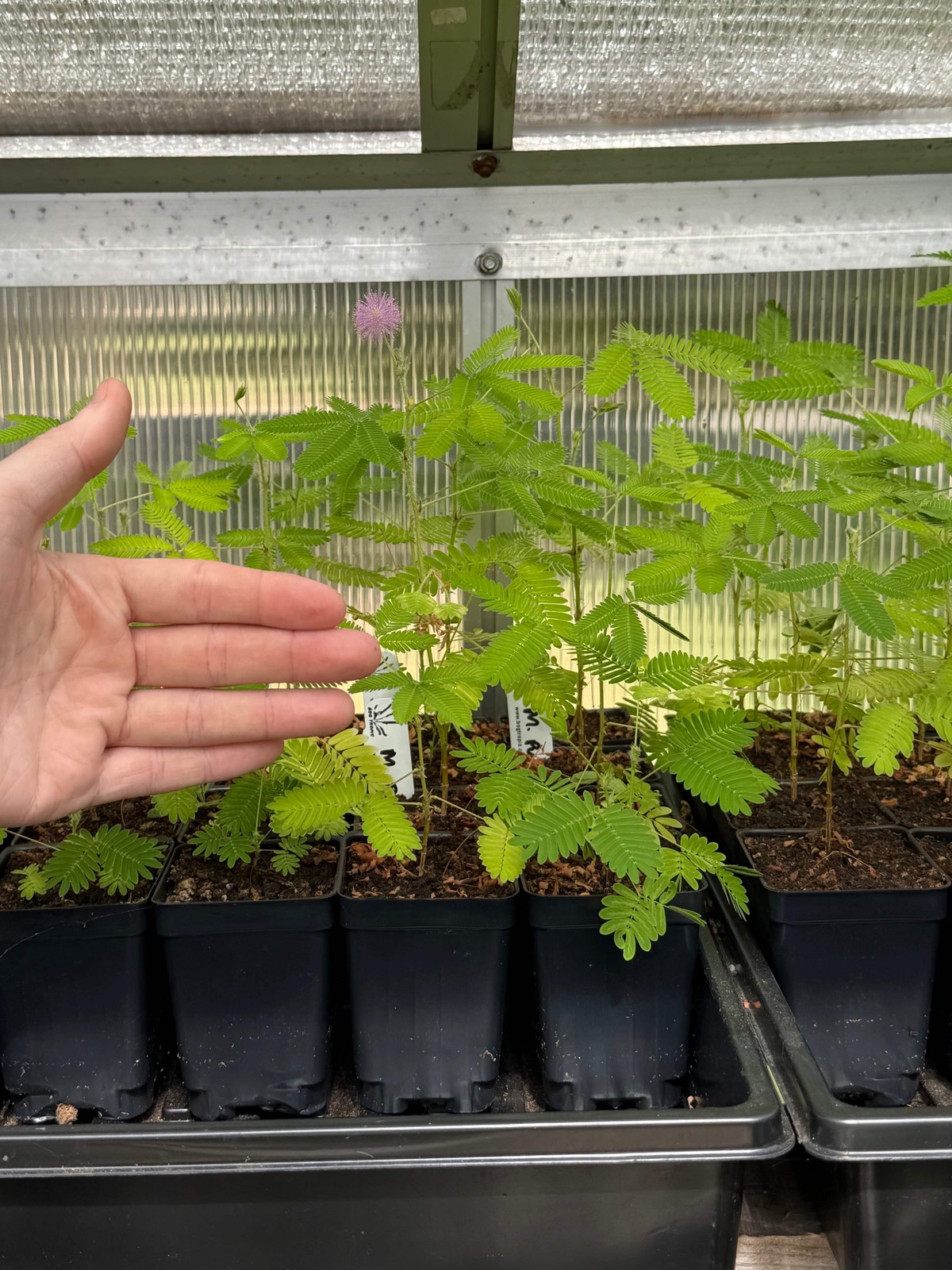 Mimosa pudica “Sensitive Plant” – Live Potted Moving Fairy Shameplant Seed Grown