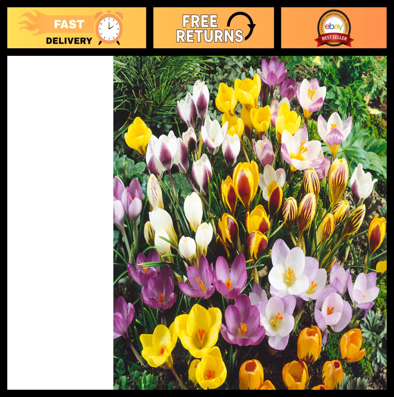 40 Jumbo Crocus Bulbs – Colorful Flowering Bulbs for Fall Planting, Garden Decor