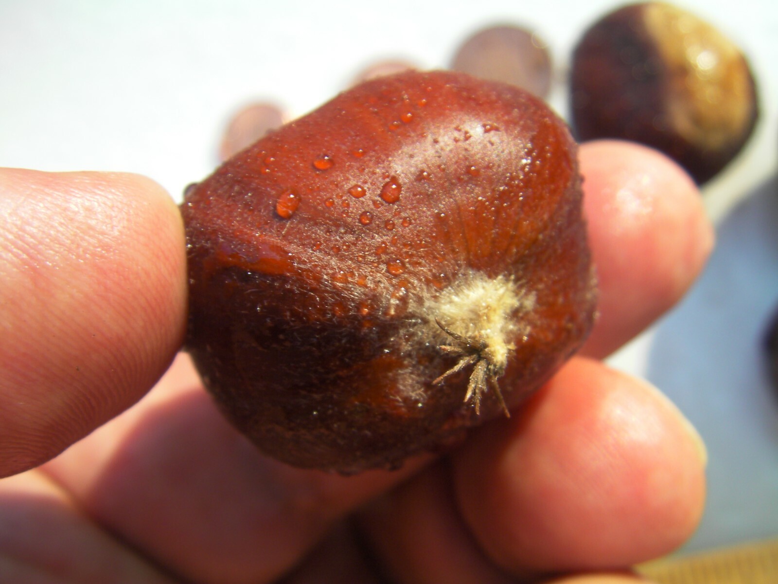 4+2 cutting of organic Dunstan American-Chinese disease resistant chestnut