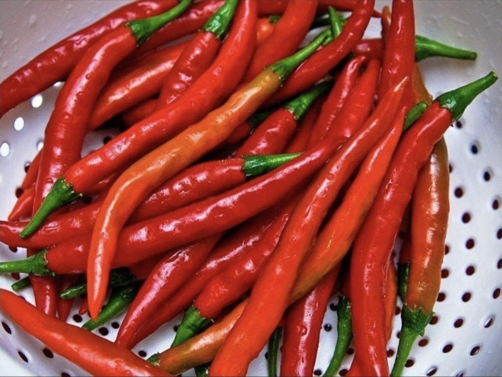 Cayenne Long Slim Hot Pepper, live plant. Ships in 4″ pot.