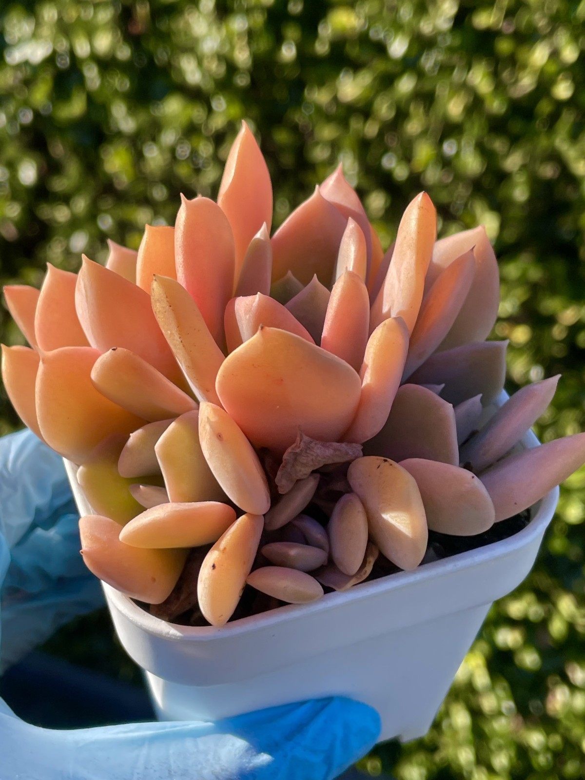 Rare Succulent Echeveria Misty Lilac 5-Head 3 Inches Pink Rooted Live Plant