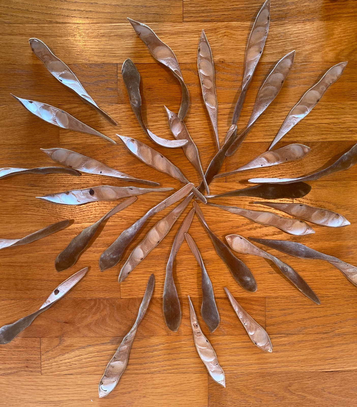 100+ Organic Velvety Wisteria Seed PODS for Decorating/Floral Supply