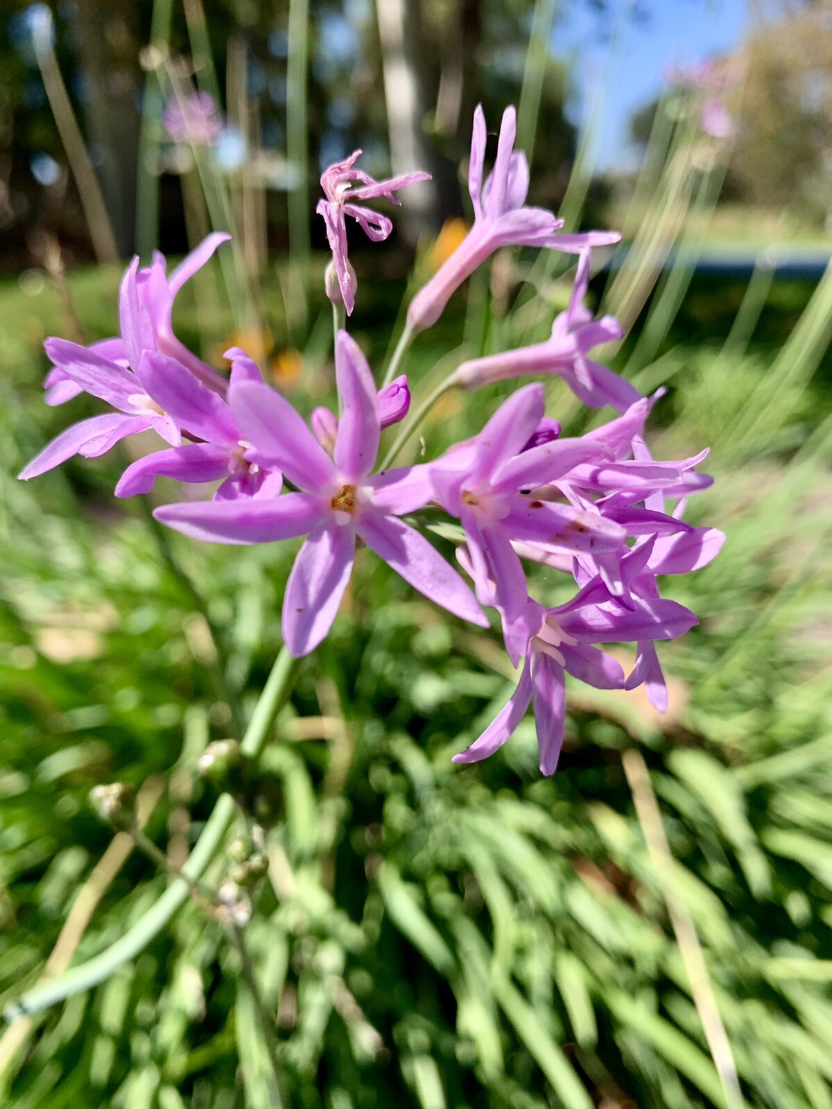 Tulbaghia Violacea – Society Garlic – Pink Agapanthus- 30 seeds 2024 – USA