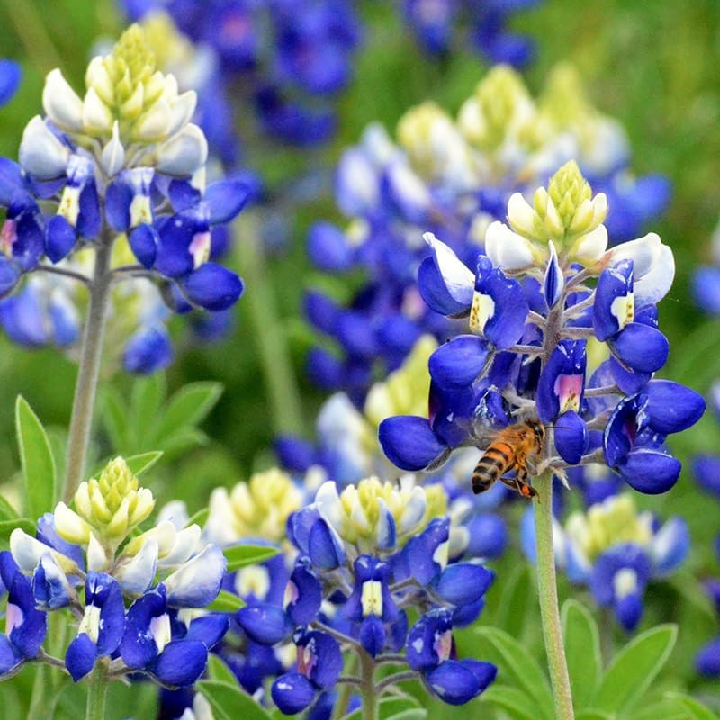 750+ Texas Bluebonnet Wildflower Seeds for a Stunning Home Garden