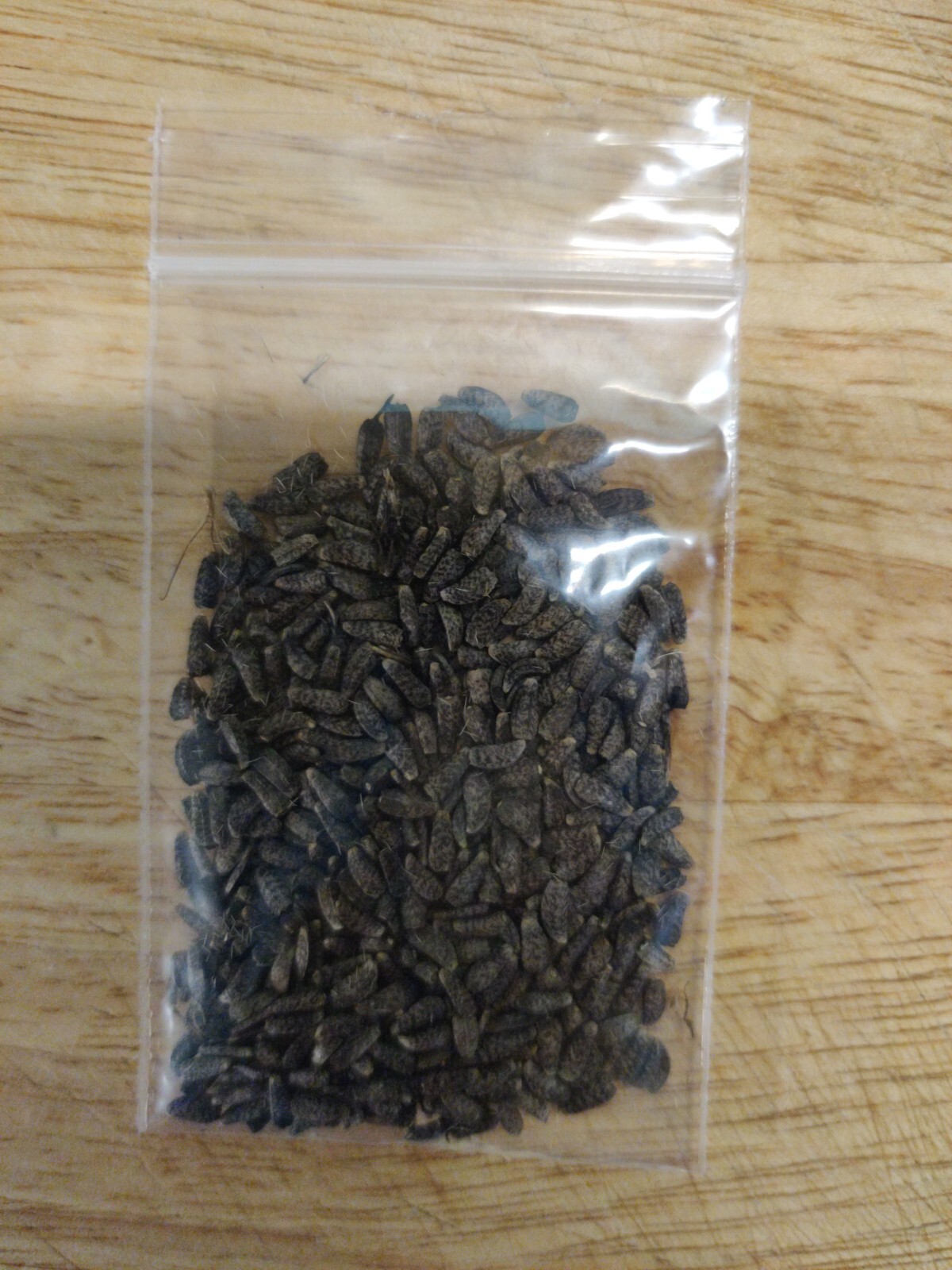 Burdock Seeds – Arctium lappa – Gobo – Thorny Burr Root qty 500