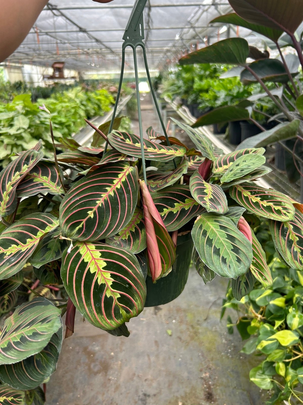 Maranta Red Prayer Plant • Vibrant Herringbone Pattern • 6″ Hanging Basket