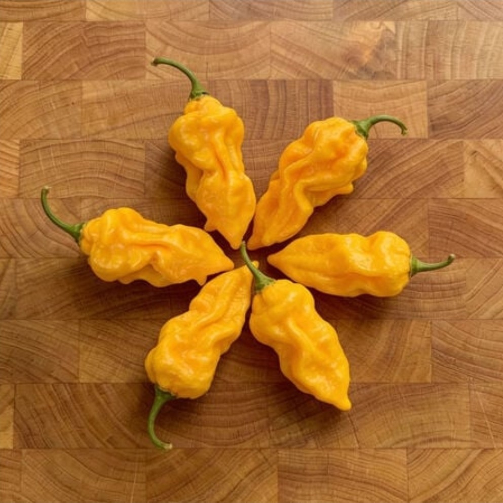 Devil’s Tongue Pepper – 100 Seeds – Organic – Heirloom – HOT!