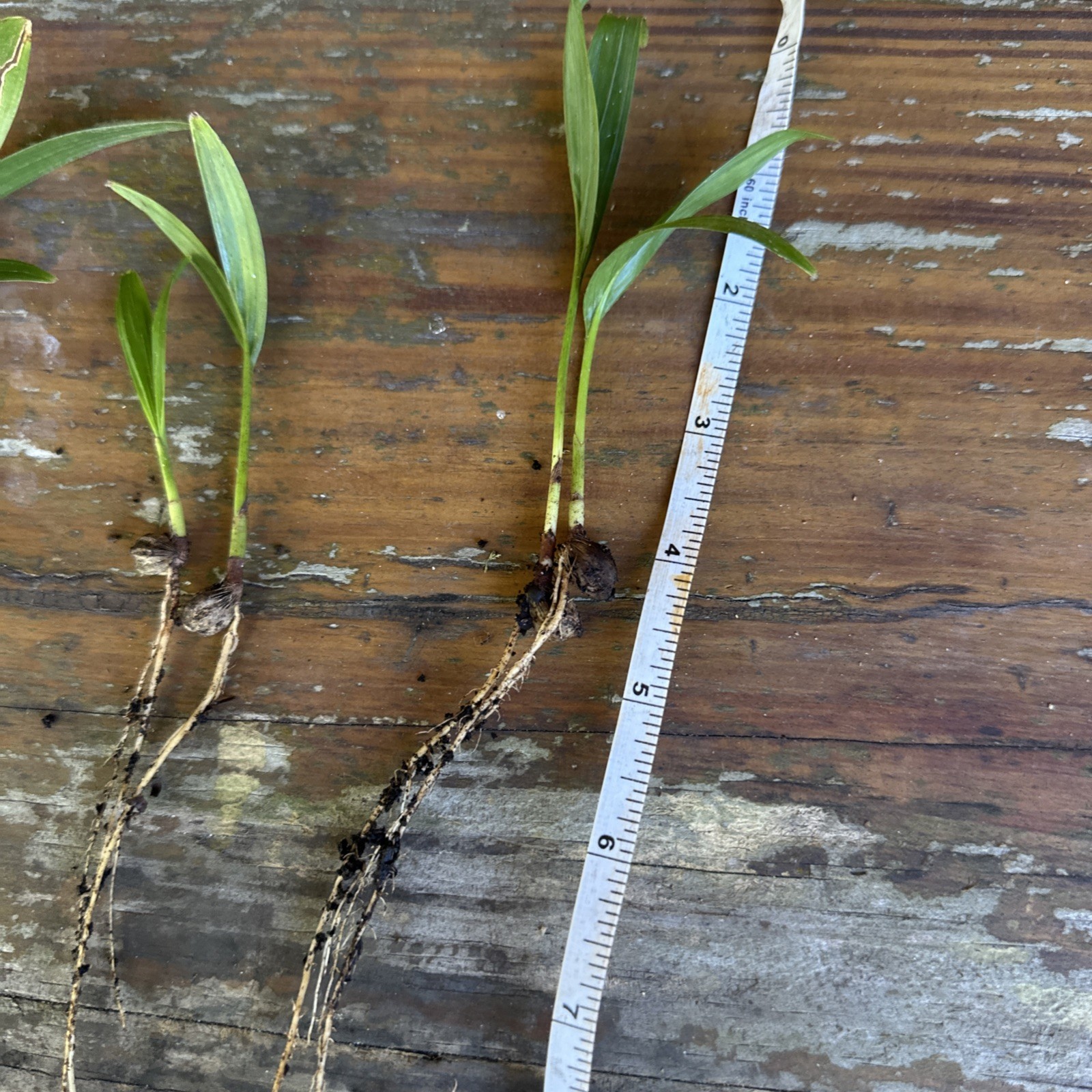 2 Alexander Palm Seedlings, Archontophoenix alexandrae