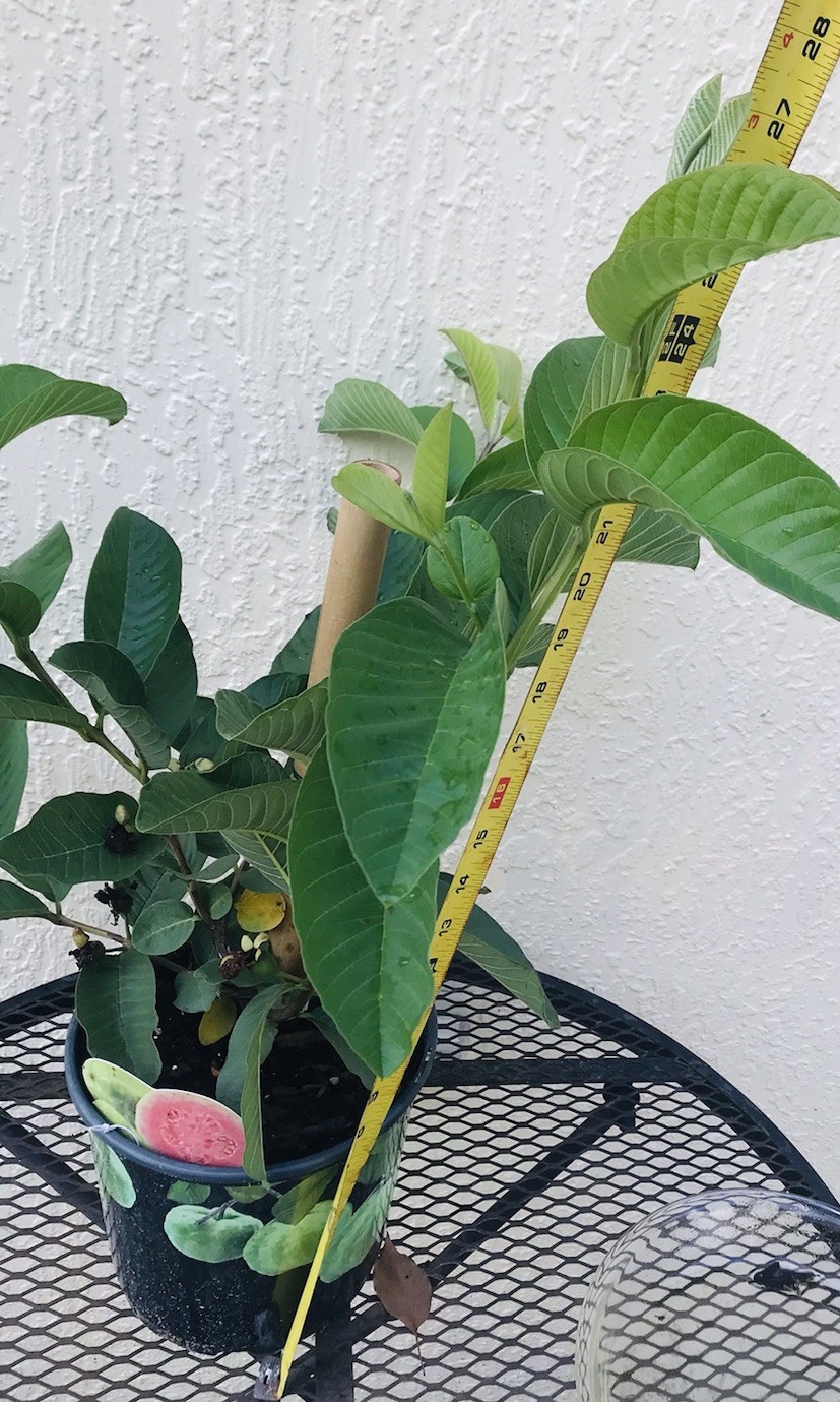 Pink Guava Grafted 2 Year Grow *FRUITING* 20”-24” Tropical Live Tree In 7” Pot