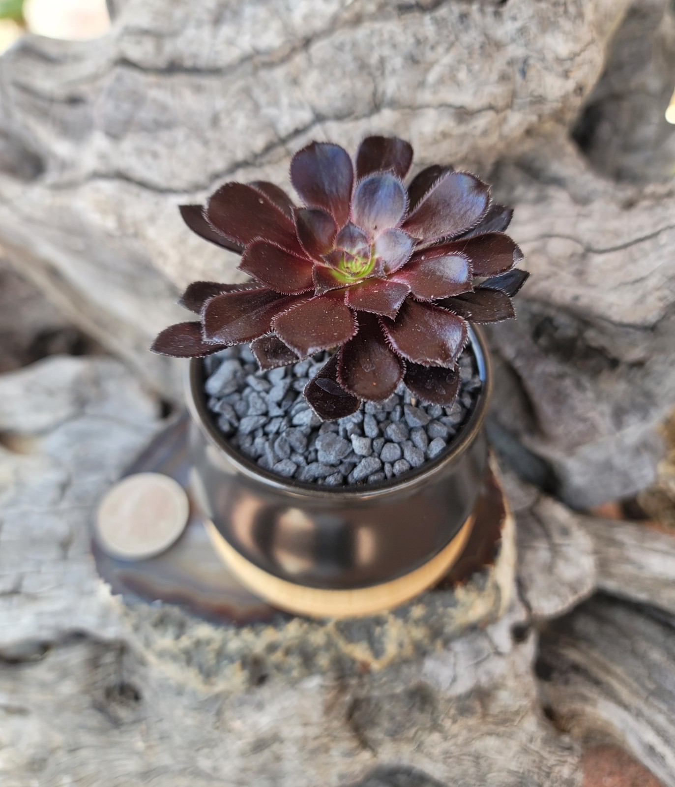 Live Rooted Aeonium Arboreum Zwartkop “Black Rose” Succulent In 3×2″ Ceramic Pot