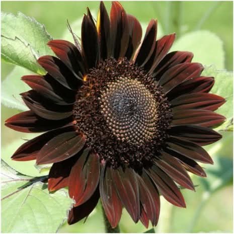 Chocolate Cherry Sunflower Seeds For Planting (Helianthus annuus)