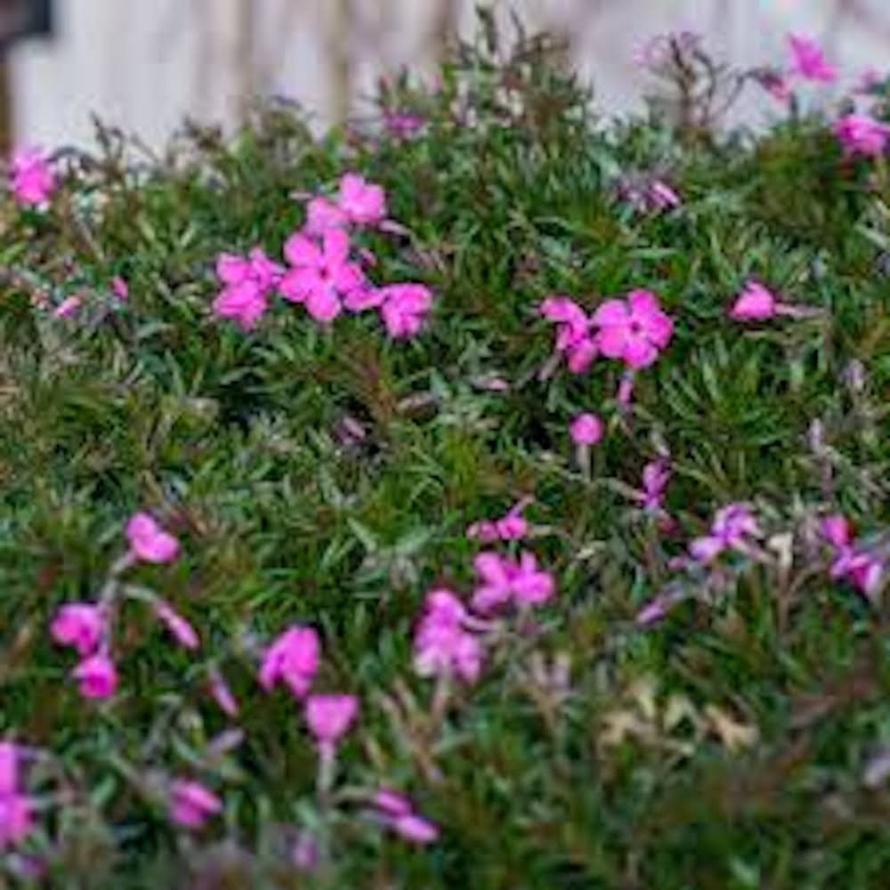 5 Pink Diamond Drummonds Pink Creeping Phlox Starter Plugs