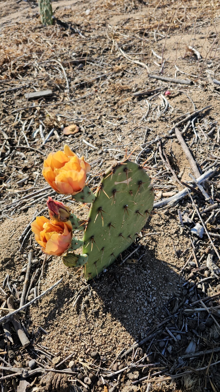 Opuntia Littoralis, Coastal Prickly Pear; 2 pads 4-7″ tall